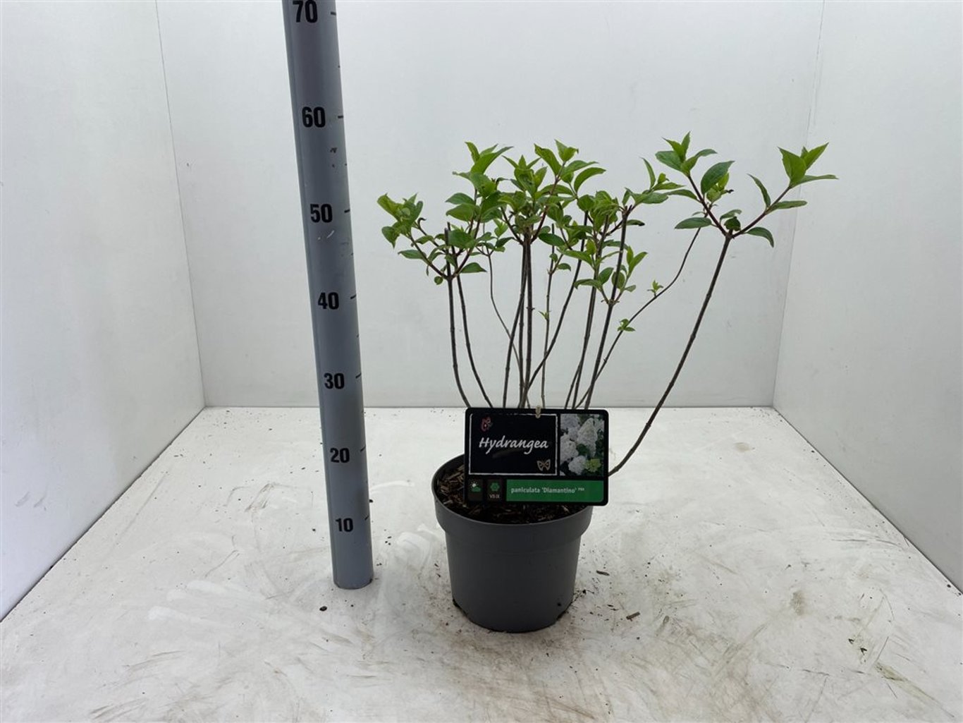 Hydrangea pan. 'Diamantino' - C4